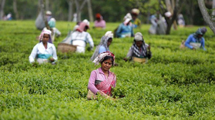 BASF Call: NOT to deny fundamental rights of Tea workers